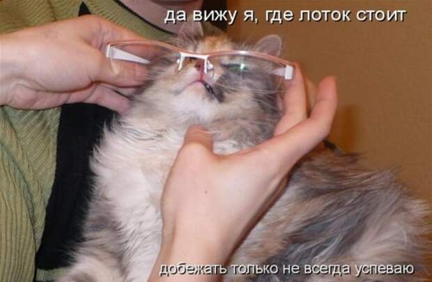 Котоматрица юморная (38 фото)