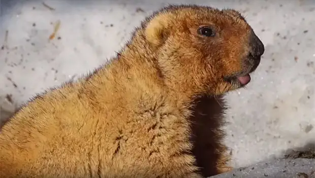 В Челябинске наступил День сурка