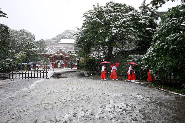 Tokyo First Snow In November 2016