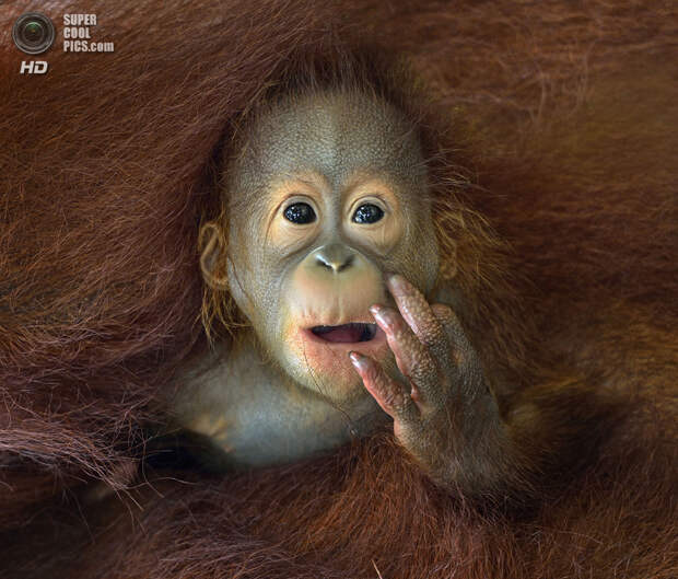 Детёныш орангутана выглядывает из объятий мамы. (Chin Boon Leng/2014 Sony World Photography Awards)