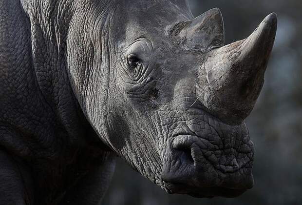 Рог носорога широко используется в восточной медицине в качестве афродизиака. На снимке пятилетний носорог Бруно из Туари. Фото: REUTERS