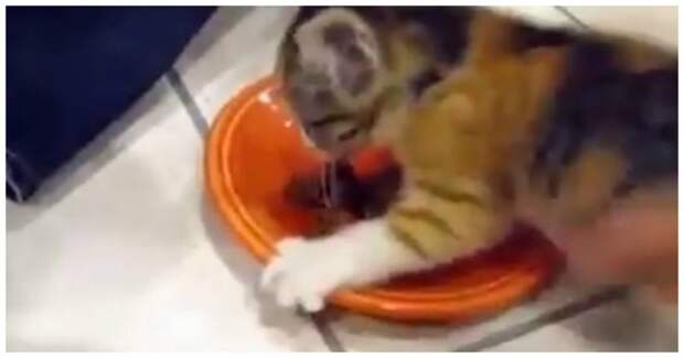 Руки прочь, моё! Жадный котенок не хочет делиться едой видео, животные, коты, милота