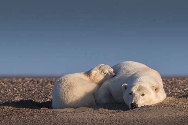 Девушка оправилась на Аляску, чтобы сфотографировать белых медведей, но там нет снега! аляска, белые медведи, глобальное потепление