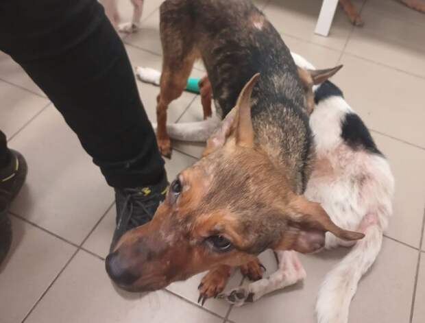 Появились подробности инцидента с выброшенными из окна собаками в Дзержинске