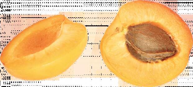 Плод абрикоса с косточкой в разрезе