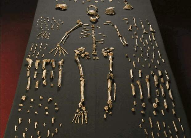 Homo Naledi.