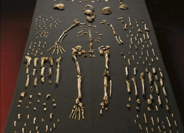 Homo Naledi. Homo Naledi.