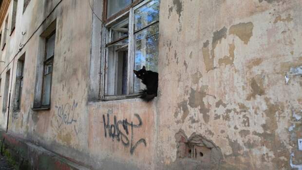 Очень колоритные уличные коты коты, окраины, улица, эстетика
