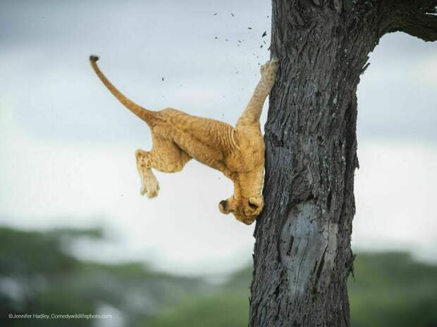 Блог - Финальная гонка будет жаркой: 12 смехотворных ситуаций Comedy Wildlife Photo Awards Финальная гонка будет жаркой: 12 смехотворных ситуаций Comedy Wildlife Photo Awards