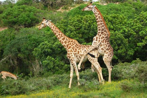 Sex_Animals-8