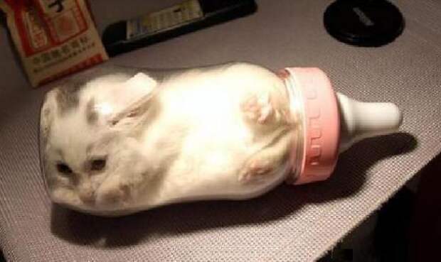 Коты в жидкой форме