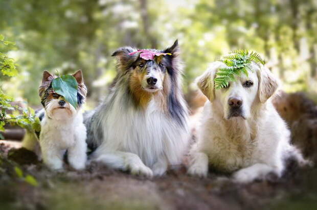 Осенние собаки в фотографиях Gabi Stickler