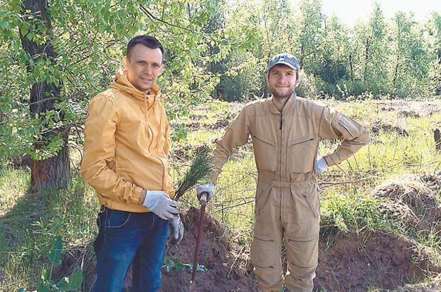 Александр следит за тем, как приживаются его кедры. 