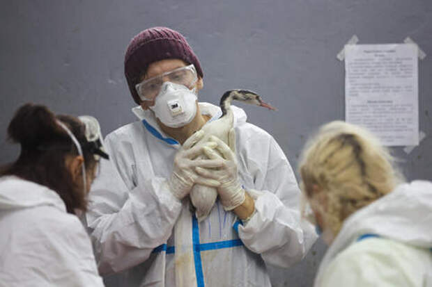 Еле двигающиеся и истощённые: 250 птиц погибло из-за мазута в Анапе за последнюю неделю