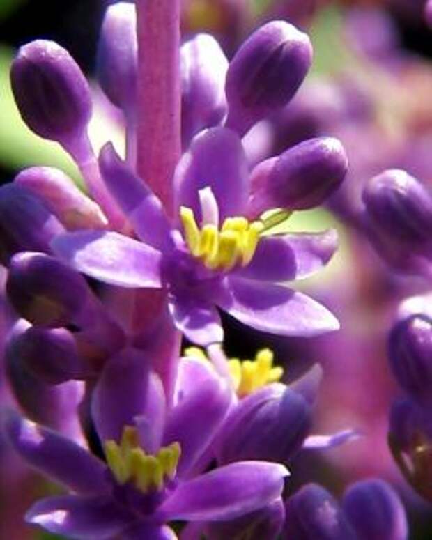 Лириопе (Liriope platyphylla)