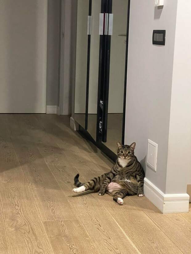 Фотография: 22 уморительных фото простых кошачьих будней №16 - BigPicture.ru