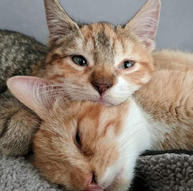 Коты лежат