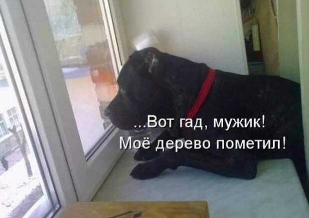 Картинки приколы с надписями для поднятия настроения (8)
