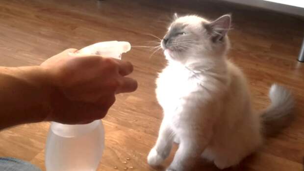 Коты не любят воду, поэтому манипуляции с пульверизатором их остановят / Фото: evrookna-mos.ru