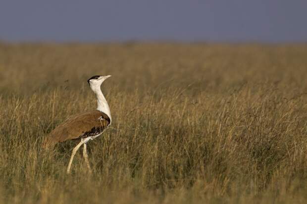 IUCN 11 Животные на грани вымирания