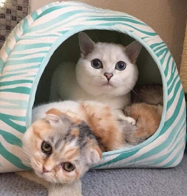 Коты в домике