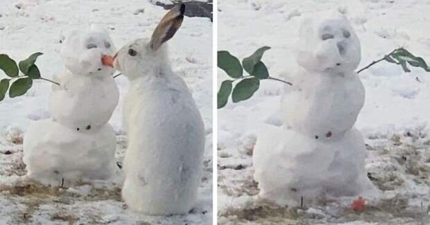 Кролик съел нос у снеговика