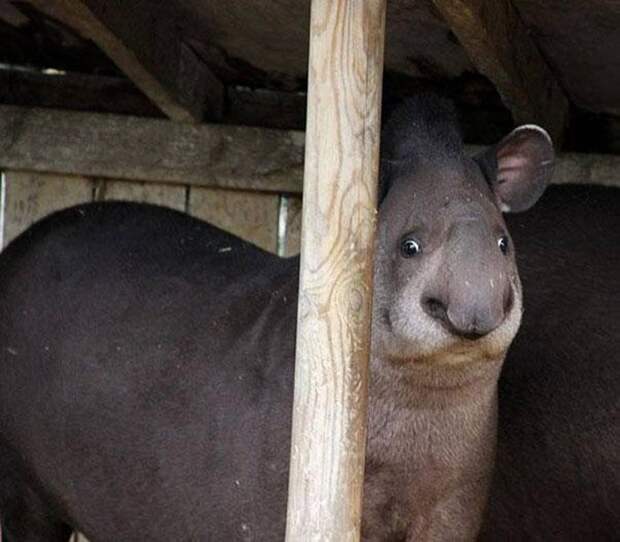Животные, которые не были готовы к фотосессии