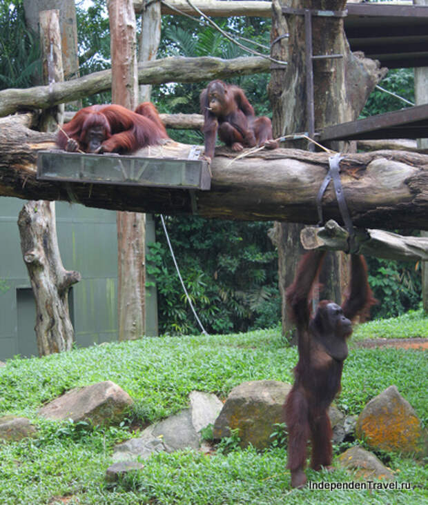 Орангутаны. Зоопарк Сингапура.