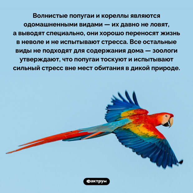 Подборка интересных фактов № 81 Познавательно, Факты, Подборка, Картинка с текстом, Фактрум, Длиннопост