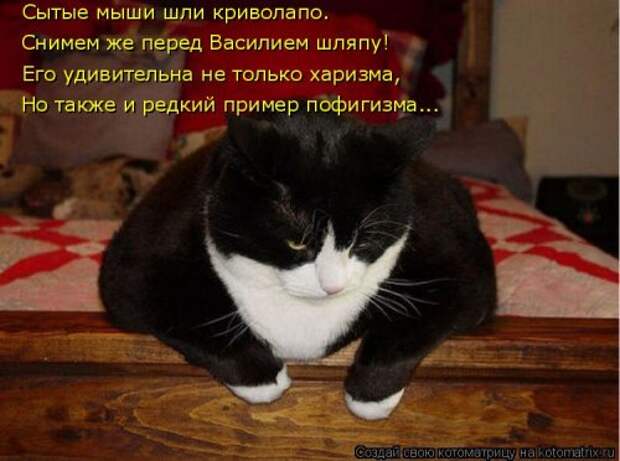 Котоматрица новая и прикольная (37 фото)