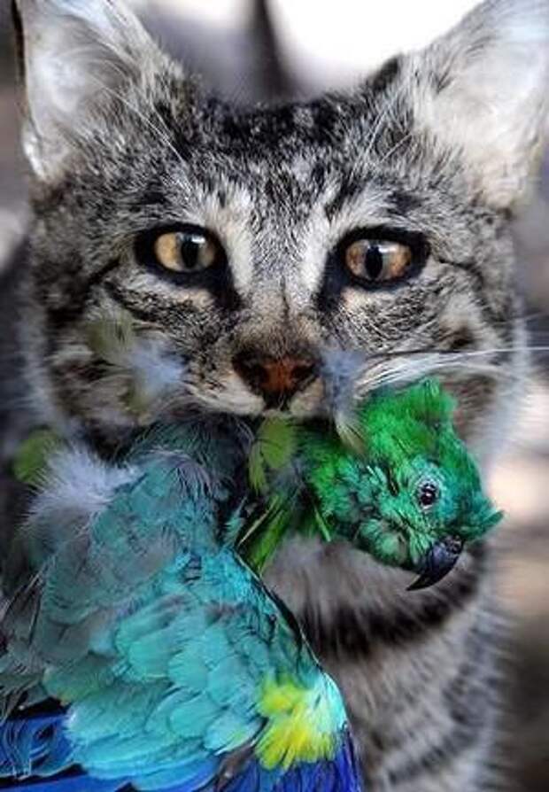 Боевые Коты... разное, животные