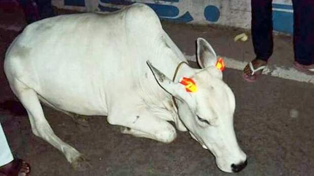 Индийские коровы получат светоотражающие рога