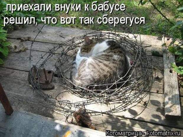 Котоматрицы(картинки с надписями)