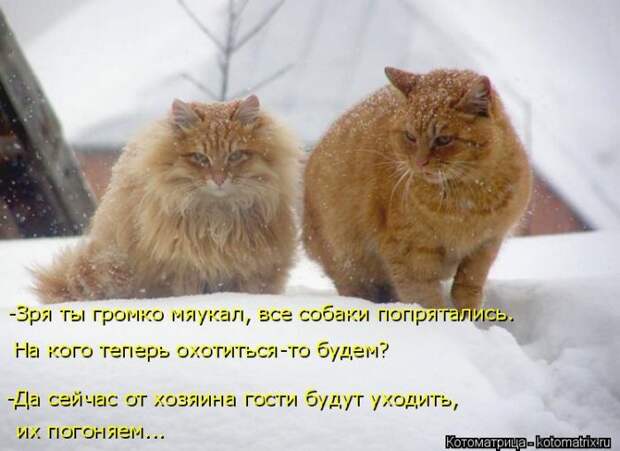 Лучшие котоматрицы недели (50 фото)