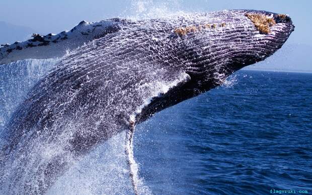 Молодой кит выпрыгнул из воды всего в нескольких метрах от края лодки с туристами в заливе Монтерей-Бей, штат Калифорния.