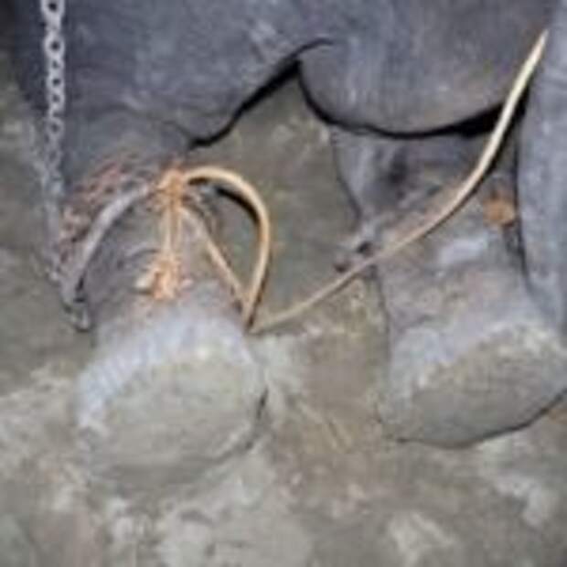 Слон расплакался после освобождения из 50-летнего рабства