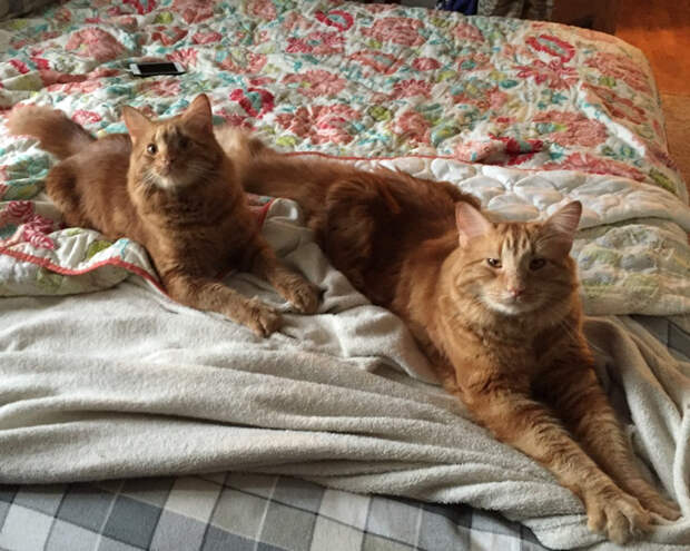 кот воспитывает котенка который на него похож