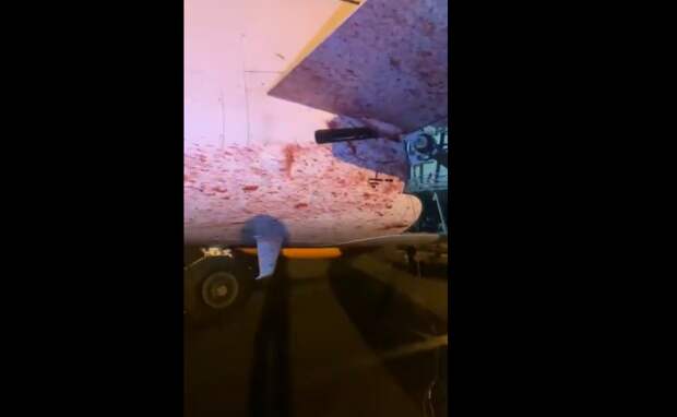 В вылетевший из Краснодара самолет врезалась косуля: ЧП при посадке в Пскове