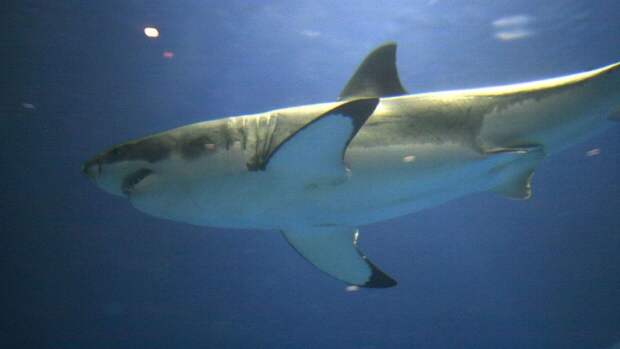 Жители штата Мэн нашли на побережье гигантскую акулу