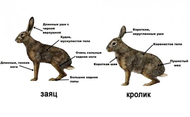 Чем заяц отличается от кролика?