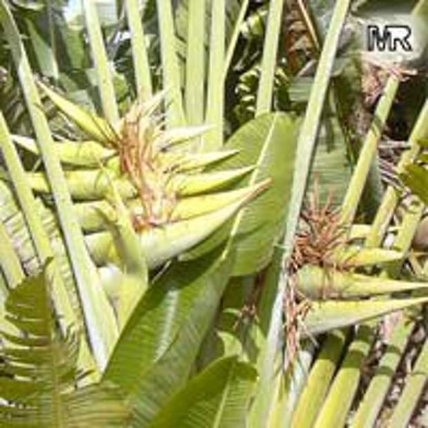 Ravenala madagascariensis, Travellers palm