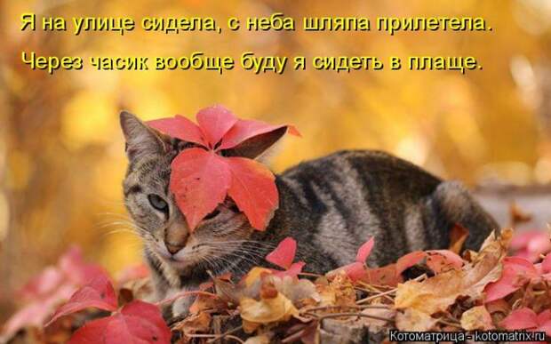 Лучшие котоматрицы недели (50 фото) Лучшие котоматрицы недели (50 фото)