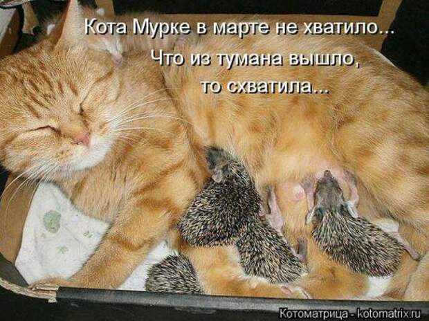 Котоматрицы (картинки с надписями)