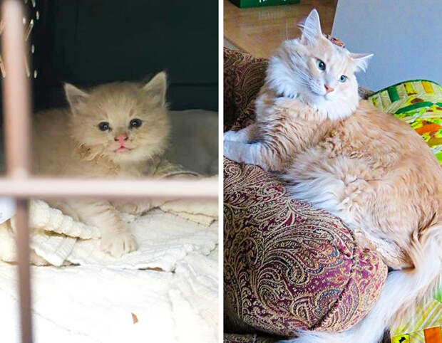 Как изменились брошенные котята, когда стали нужными и обрели новую жизнь