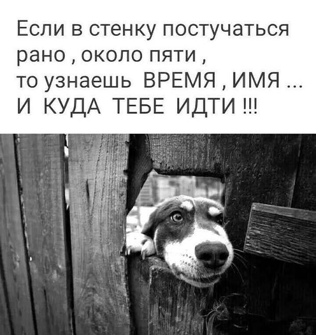 Эта подборка веселых и забавных историй подарит позитивный настрой на весь день!