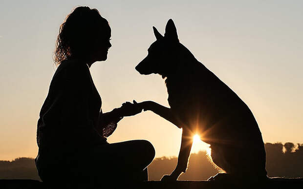 А вы знаете, что собаки видят красное- черным и способны учиться даже в утробе матери? Фото buddymantra.com