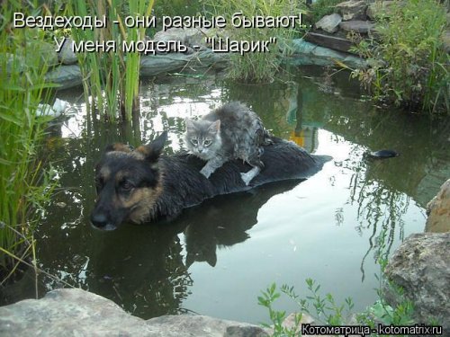 Свежий сборник котоматриц (34 шт)