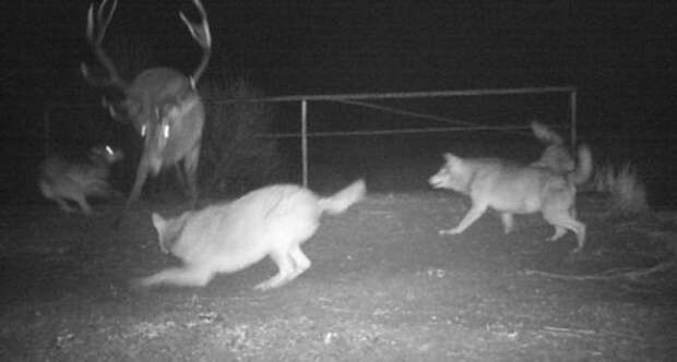 19 фото животных, которые вновь обживают Чернобыль.