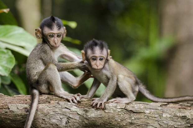 Всемирная сеть здравоохранения присвоила оспе обезьян статус пандемии
