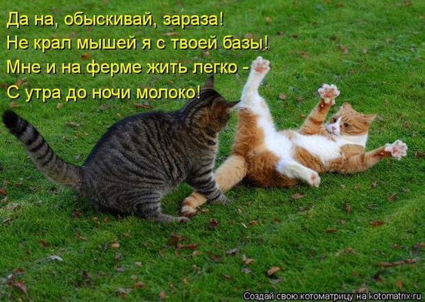 Котоматрица 22 (700x499, 88Kb)